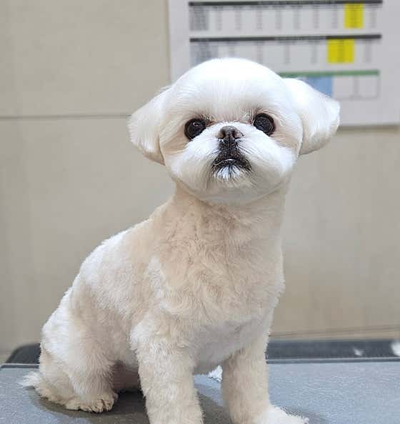 헬로멍멍 · 네이버 지도·플레이스 4