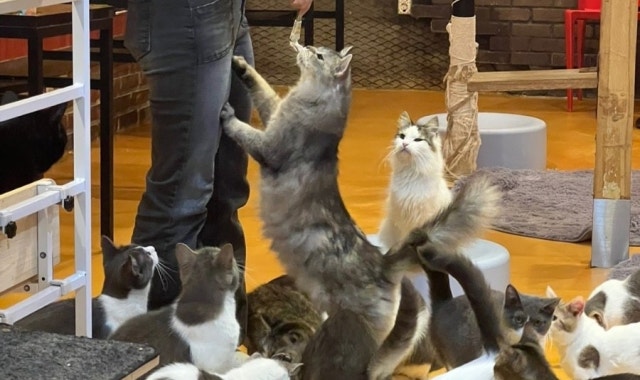 청춘고양이카페 대표 사진