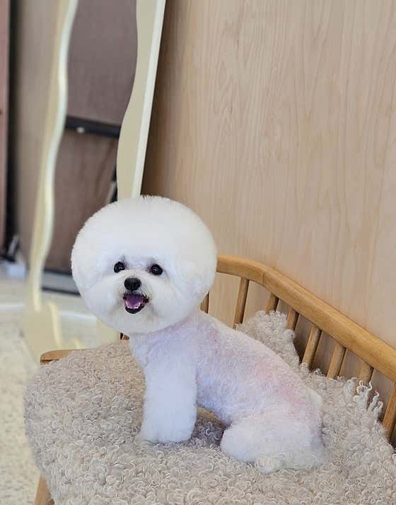 헬로멍멍 · 네이버 지도·플레이스 7