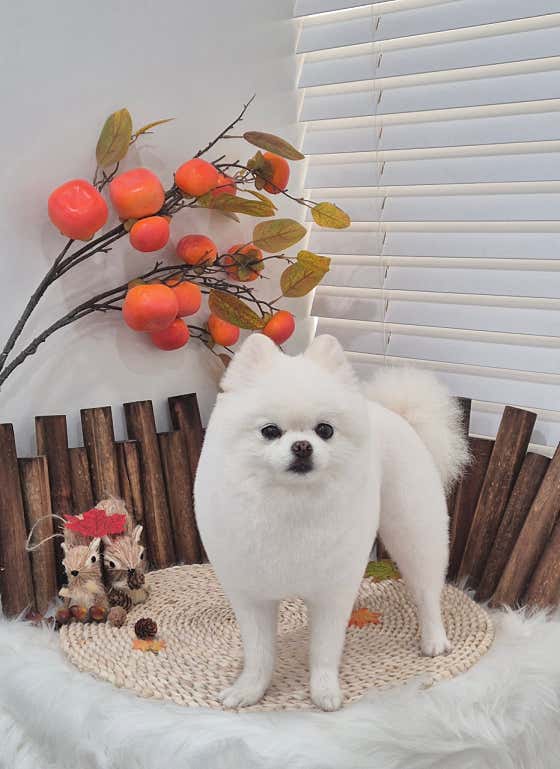 언제나사랑할개 · 네이버 지도·플레이스 4