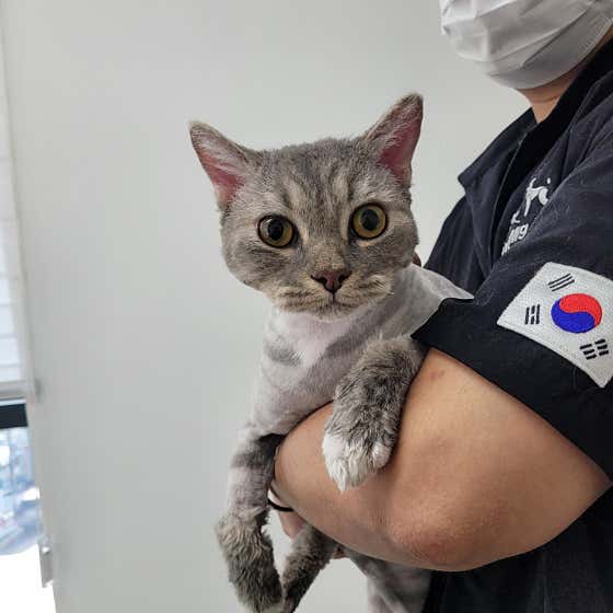 야옹이 GROOMING · 네이버 지도·플레이스 6