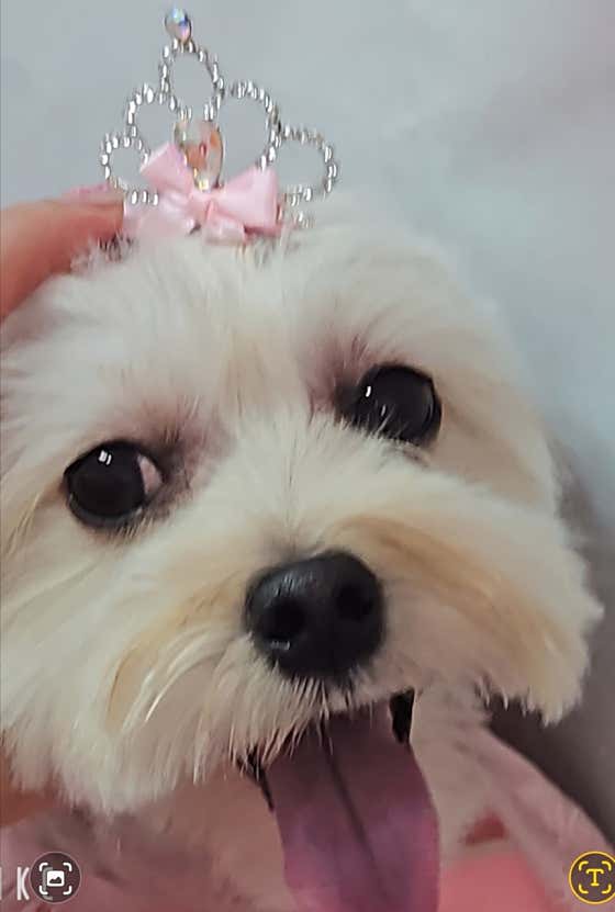 더예쁘개 댕댕샵 · 네이버 지도·플레이스 3