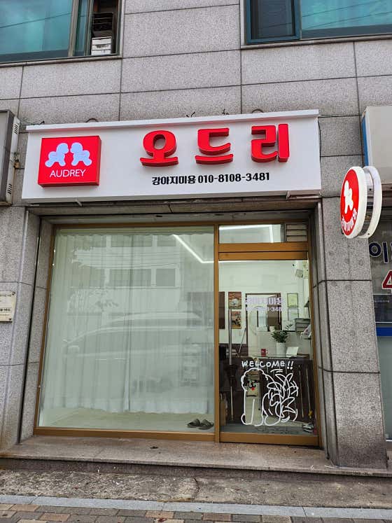 오드리 애견미용실 · 네이버 지도·플레이스 2