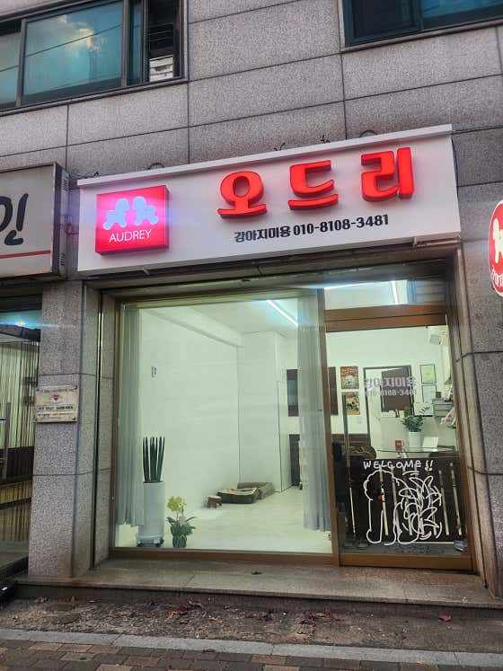 오드리 애견미용실 · 네이버 지도·플레이스 3