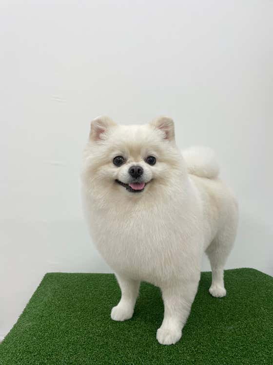 행복더하개 · 네이버 지도·플레이스 3