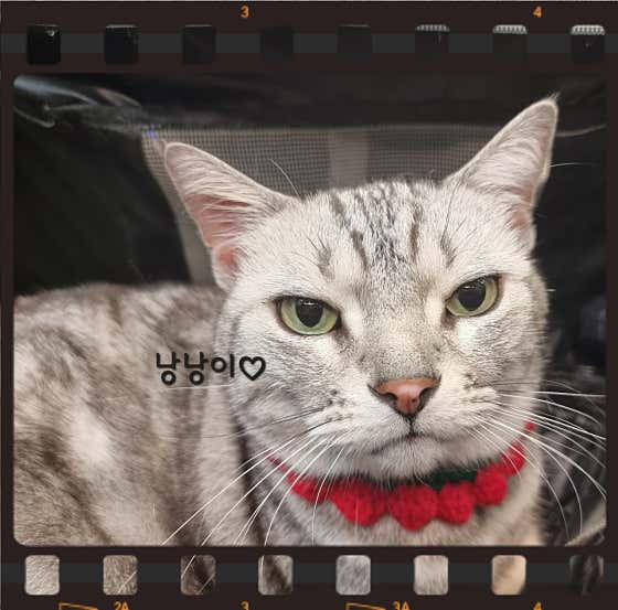 개밥파는고양이 우장산역점 · 네이버 지도·플레이스 9