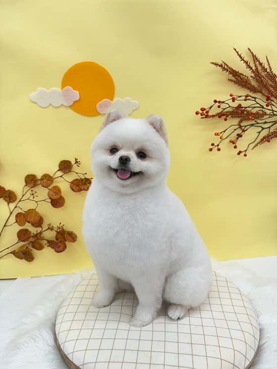 댕복한하루 · 네이버 지도·플레이스 8