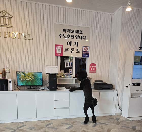 주노호텔 · 네이버 지도·플레이스 7