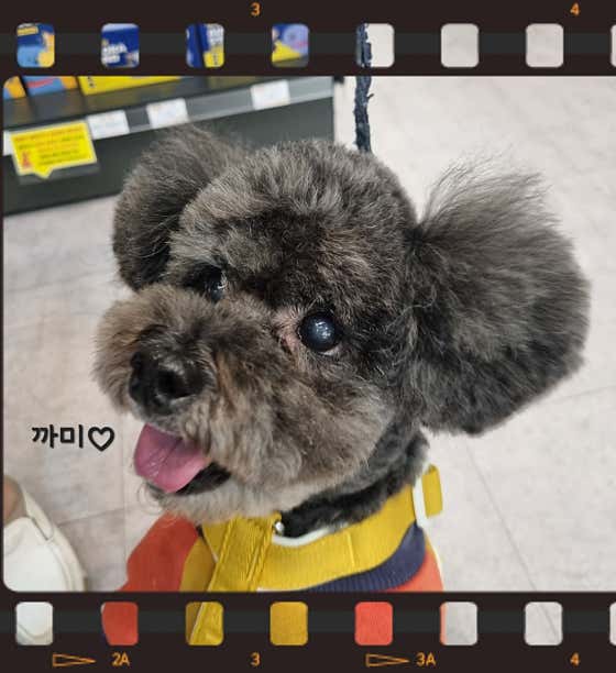개밥파는고양이 우장산역점 · 네이버 지도·플레이스 8