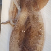 통오징어구이 메뉴 사진(네이버)
