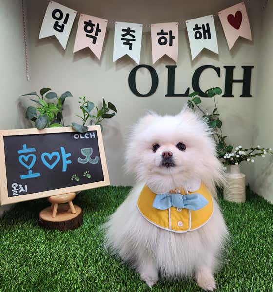 올치강아지유치원 · 네이버 지도·플레이스 8