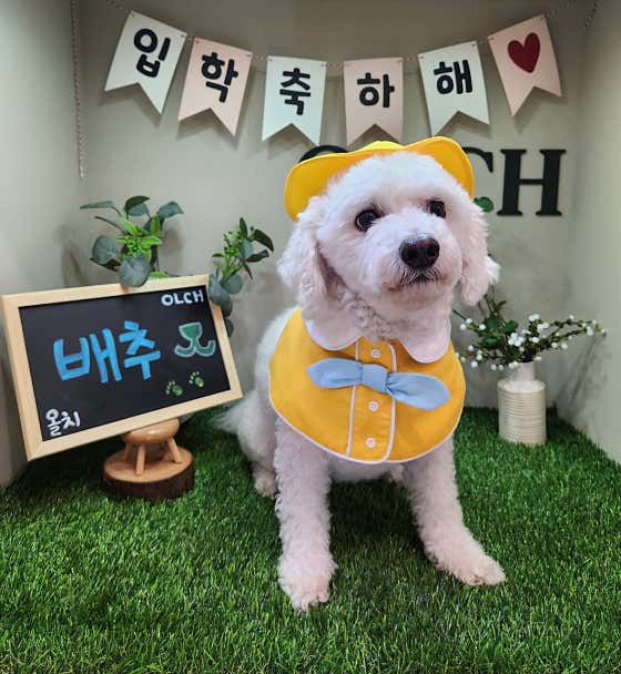 올치강아지유치원 · 네이버 지도·플레이스 9