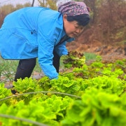 야채쌈 메뉴 사진(네이버)