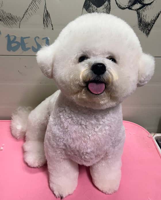 펫살롱 초코둥 · 네이버 지도·플레이스 8
