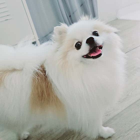 뚱강아지 · 네이버 지도·플레이스 10