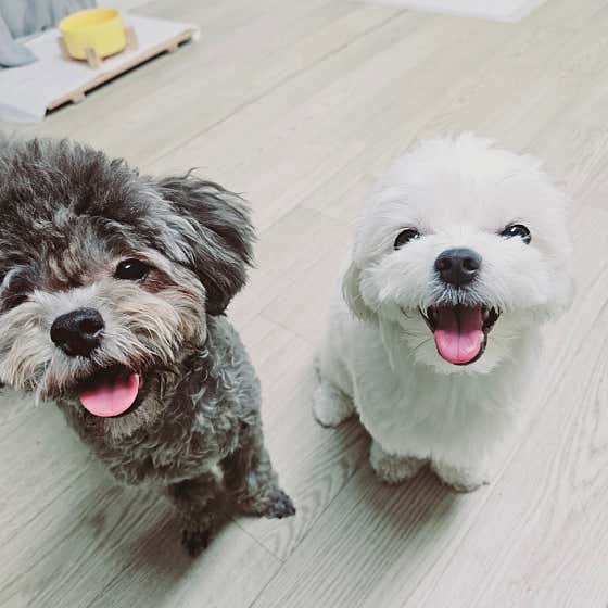 뚱강아지 · 네이버 지도·플레이스 2