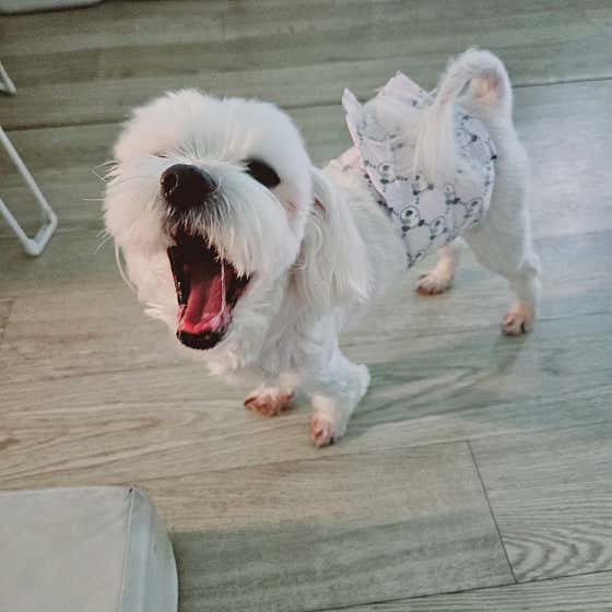 뚱강아지 · 네이버 지도·플레이스 7