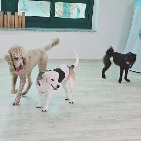 뚱강아지 · 네이버 지도·플레이스 3