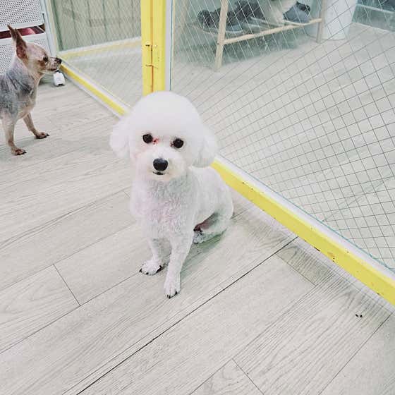 뚱강아지 · 네이버 지도·플레이스 9