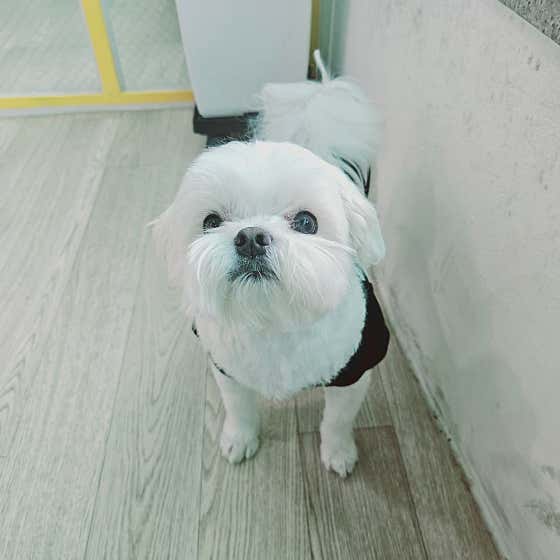 뚱강아지 · 네이버 지도·플레이스 6