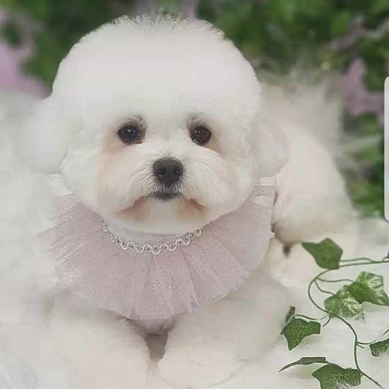 더펫살롱