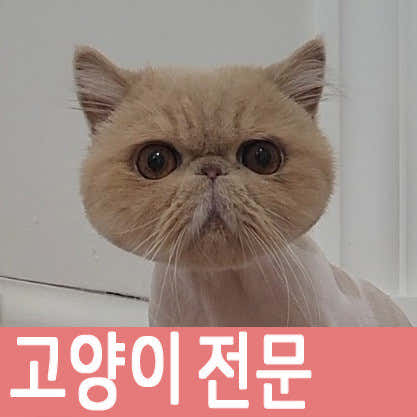 꽃냥 고양이미용실 대표이미지