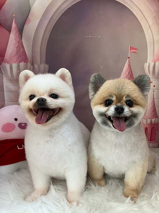 토리멍 · 네이버 지도·플레이스 6