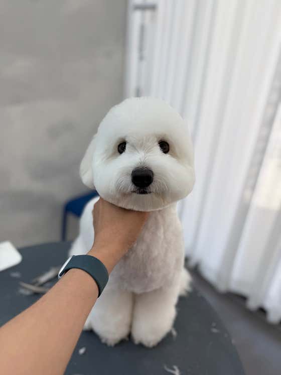 퍼피팸퍼 · 네이버 지도·플레이스 5