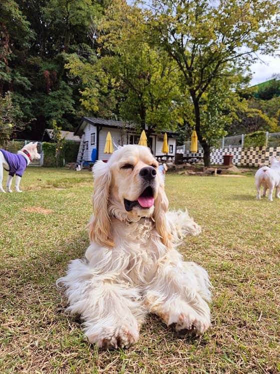 라드독 애견유치원 애견호텔 · 네이버 지도·플레이스 3