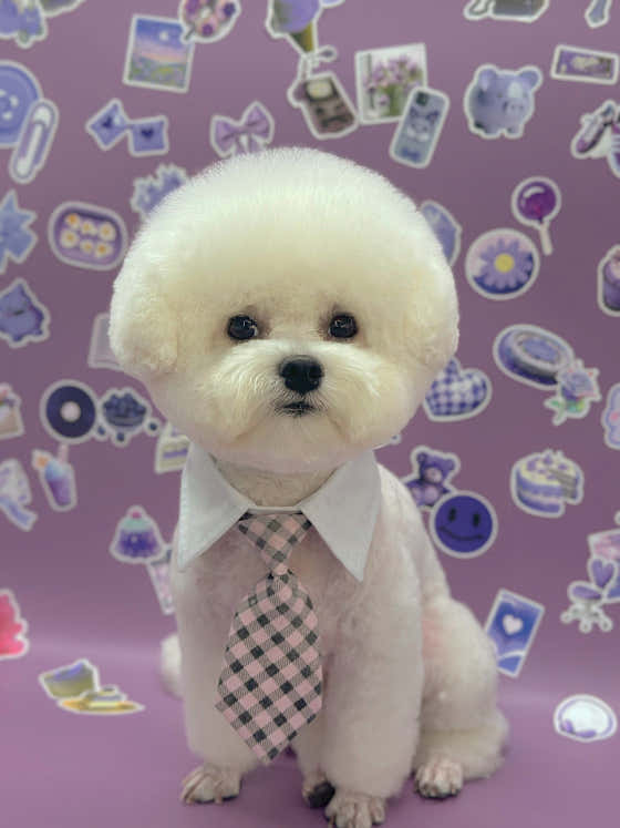 인생멍컷 애견미용실 · 네이버 지도·플레이스 9