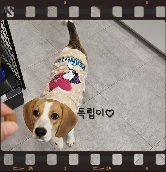 개밥파는고양이 우장산역점 · 네이버 지도·플레이스 7