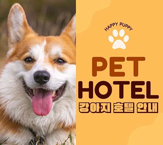 24시간 반려견호텔링 메뉴 사진(네이버)