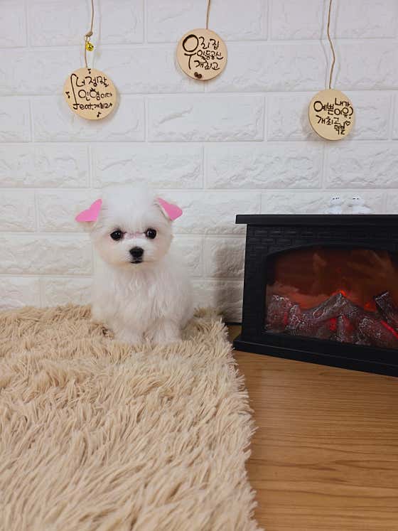 개최고 · 네이버 지도·플레이스 5