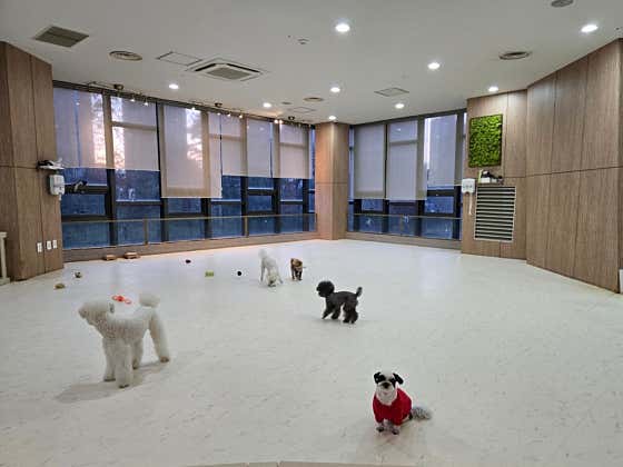 포레스트펫 · 네이버 지도·플레이스 4