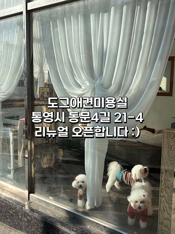 도그애견미용실