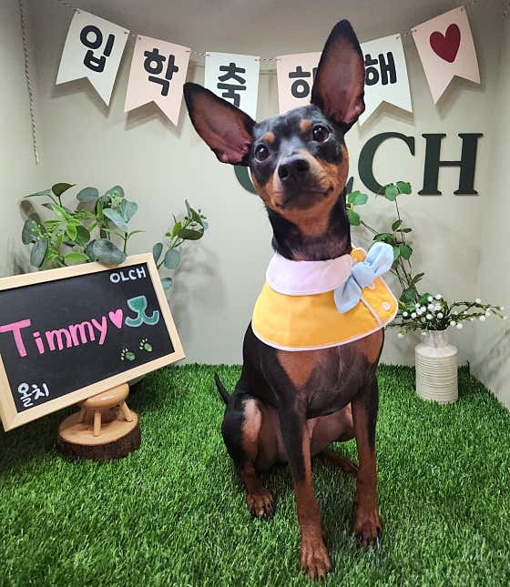 올치강아지유치원 · 네이버 지도·플레이스 7