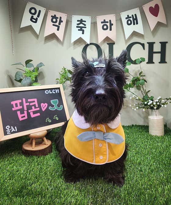 올치강아지유치원 · 네이버 지도·플레이스 6