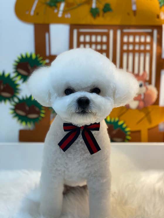 오둥이네 강아지 미용실 · 네이버 지도·플레이스 2