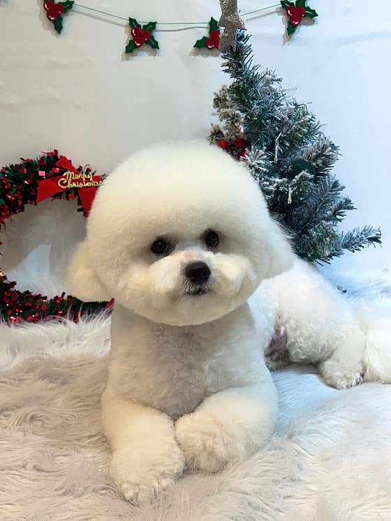펫더헤븐 본점 · 네이버 지도·플레이스 2