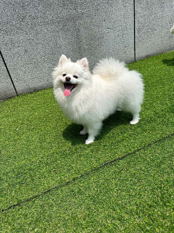명지애견유치원호텔 댕즈니랜드 본점 · 네이버 지도·플레이스 7