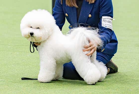 송도그