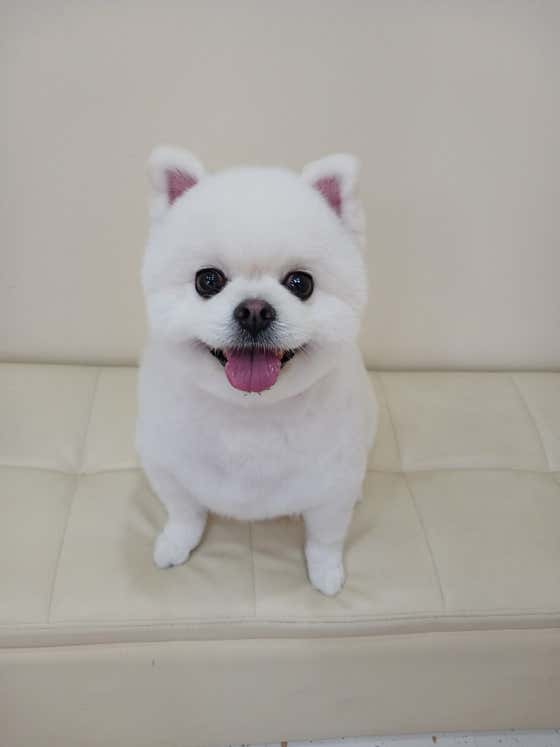 깔끔하개 · 네이버 지도·플레이스 7