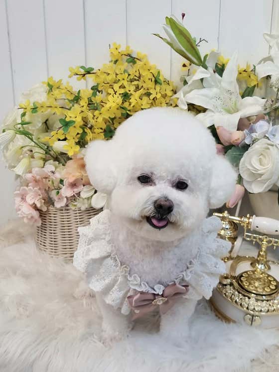 봄펫살롱 · 네이버 지도·플레이스 5