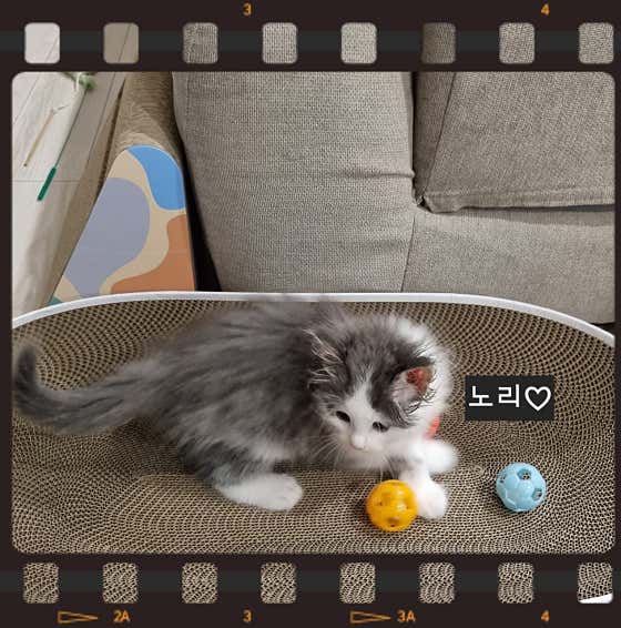 개밥파는고양이 우장산역점 · 네이버 지도·플레이스 5