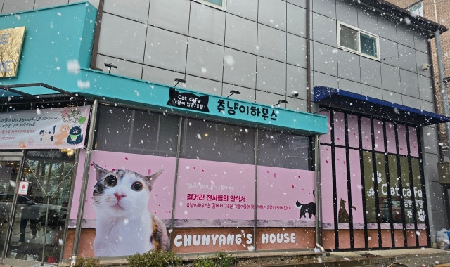 츄냥이하우스 대표 사진