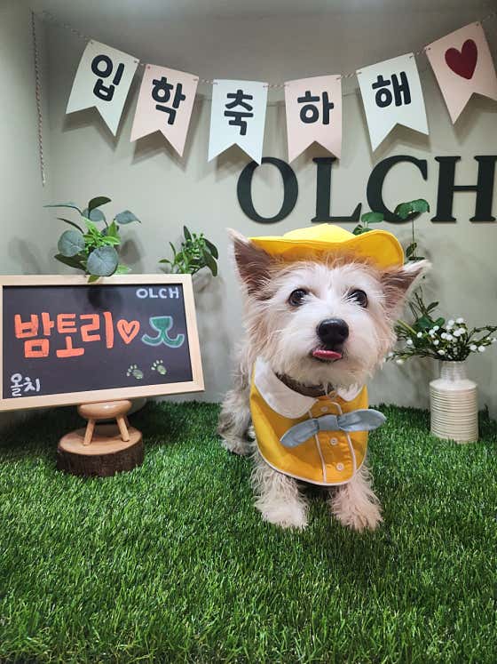 올치강아지유치원 · 네이버 지도·플레이스 5