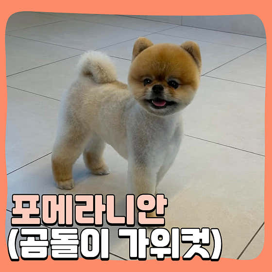 해피멍데이 애견미용 · 네이버 지도·플레이스 4