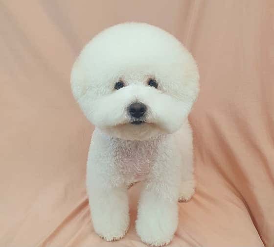 애견미용