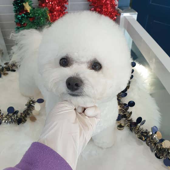 오늘도 이쁘개