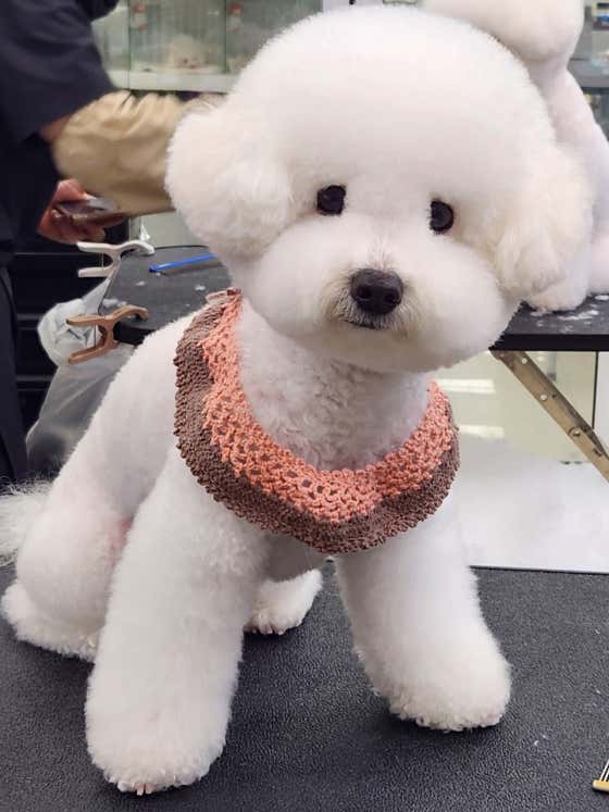 애견나라 대표이미지